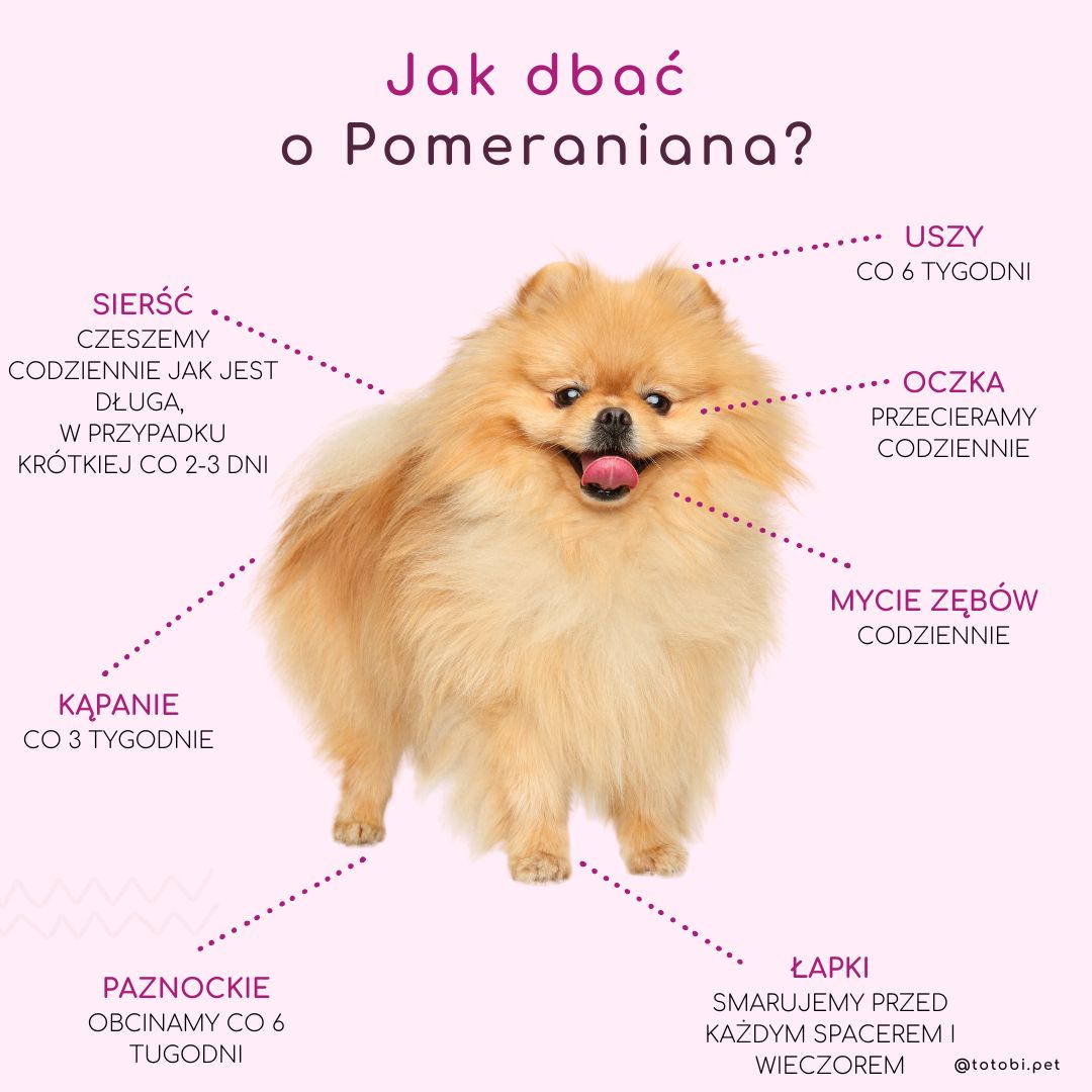 szampon pomeranian