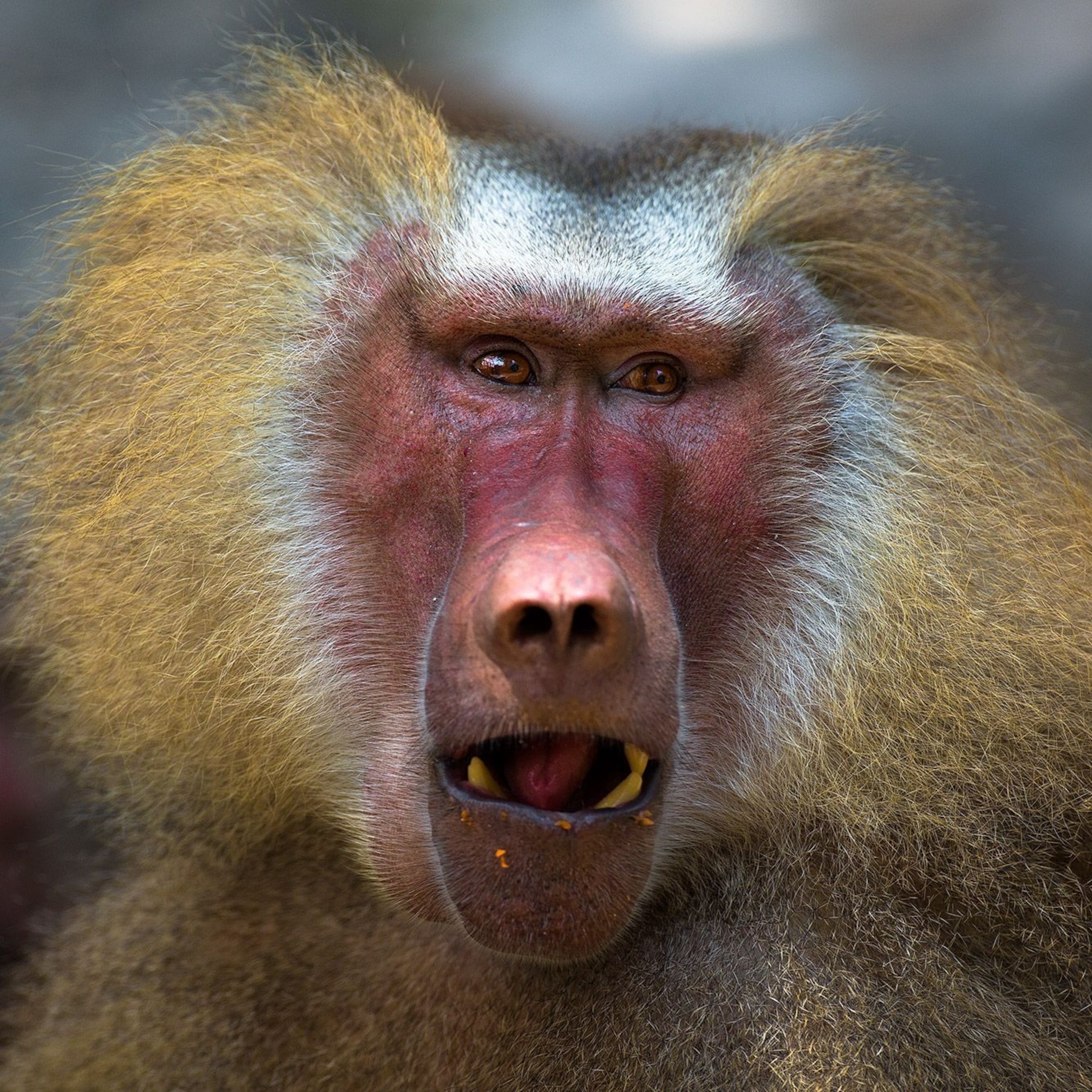 baboon